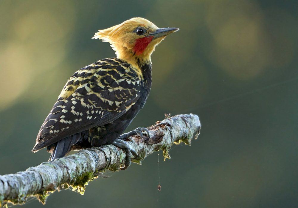 Blond-crested woodpecker (Celeus flavescens)