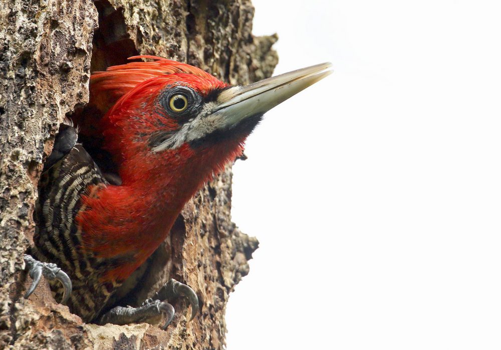 Robust Woodpecker (Campephilus robustus)