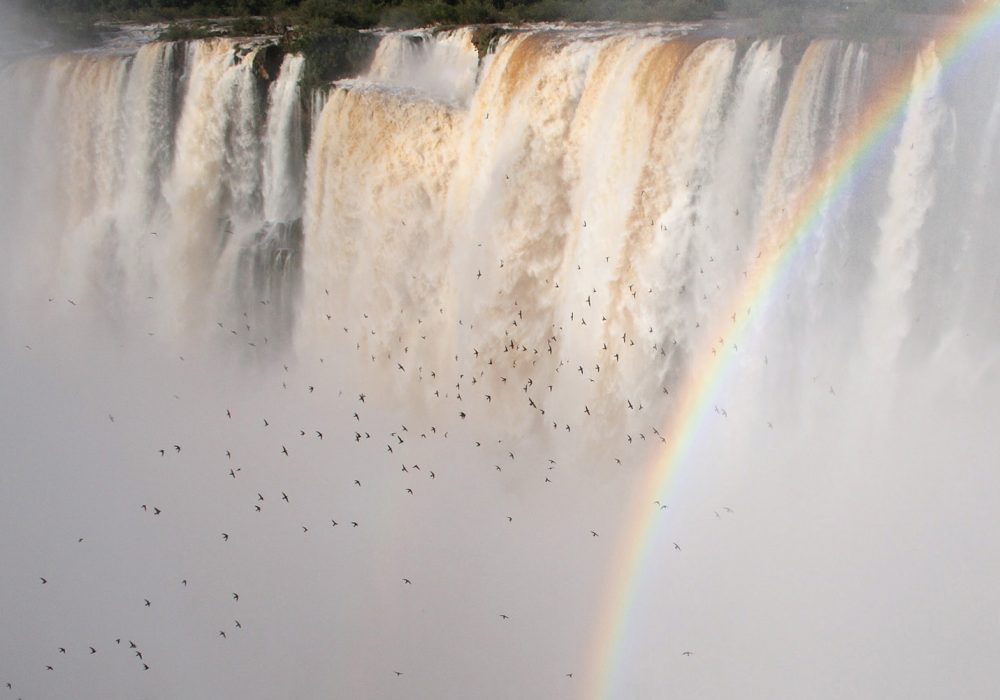 Iguazu Falls with Great Dusky Swifts