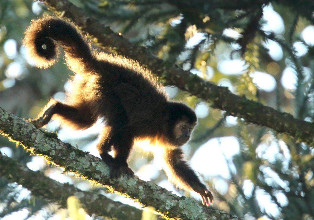 Black Capuchin Monkey (Sapajus nigritus)