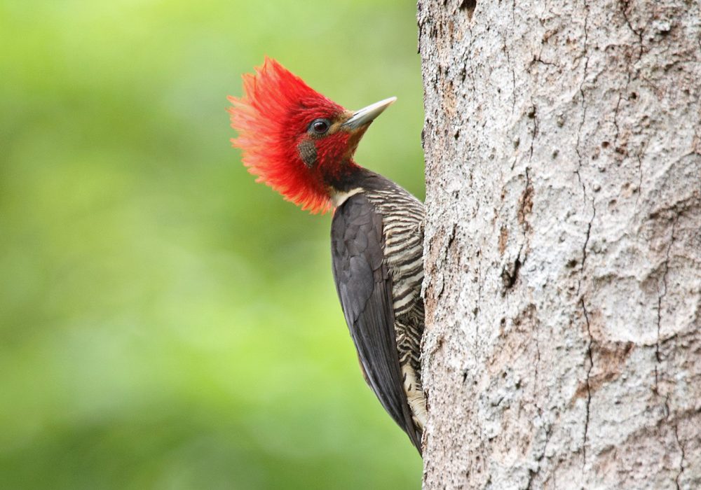 Helmeted Woodpecker (Celeus galeatus)