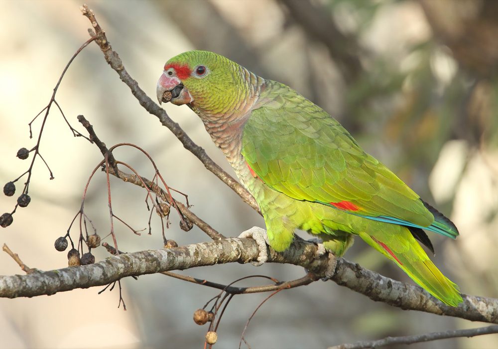 Vinaceous-breasted Parrot (Amazona vinacea)