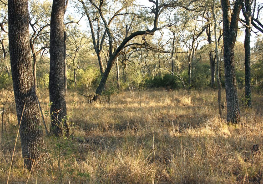 Chaco forest