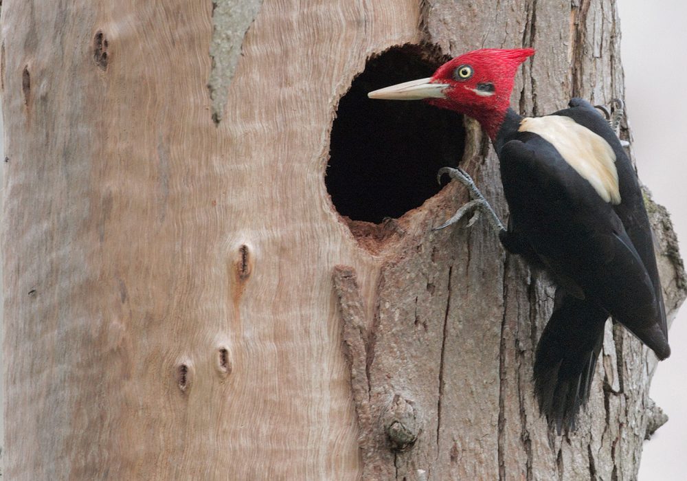 Cream-backed Woodpecker (Campephilus leucopogon)