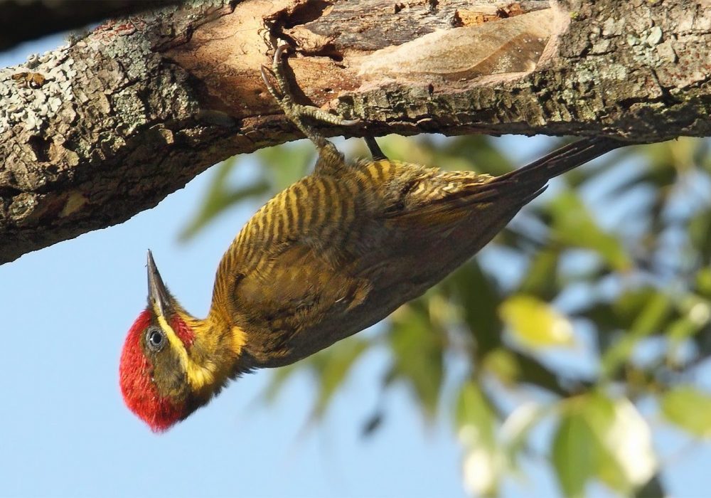Golden-green Woodpecker (Piculus chrysochloros)