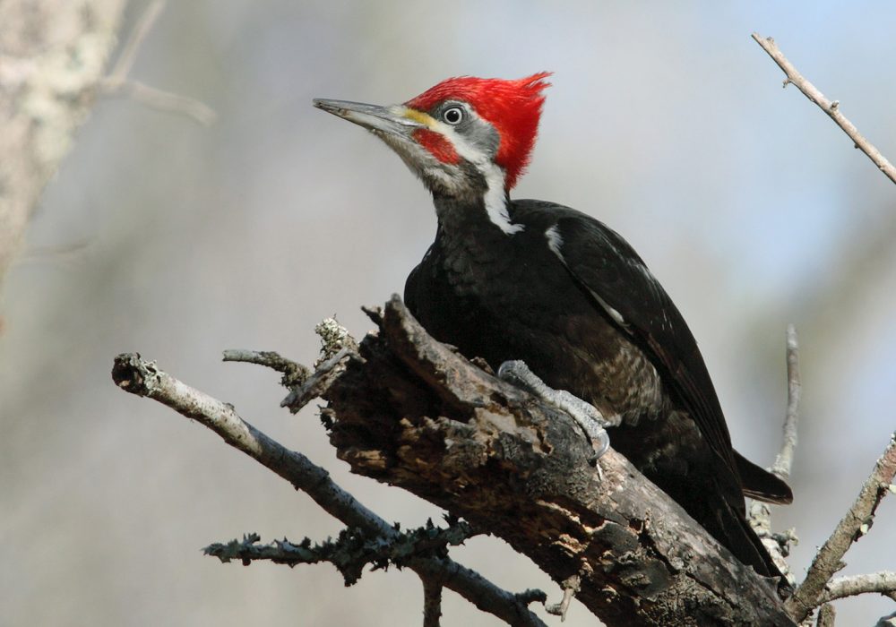 Black-bodied Woodpecker (Dryocopus schulzii)